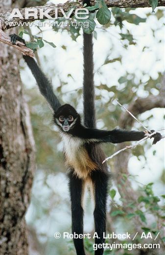 Imamu es un mono verde africano, - Fundación Neotrópico